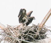2016 06 11 WildLife MPLS 011